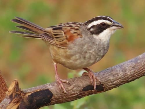 Stripe-headed Sparrow