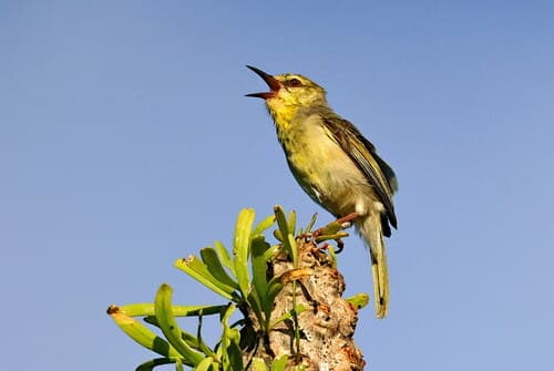 Stripe-throated Jery
