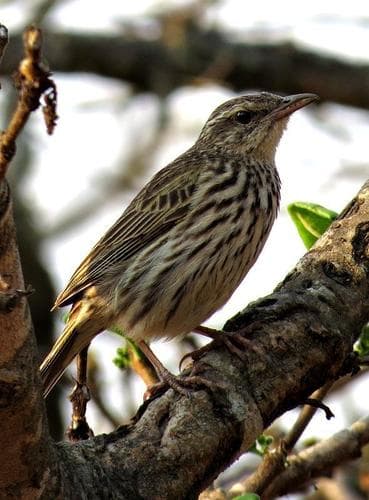 Striped Pipit