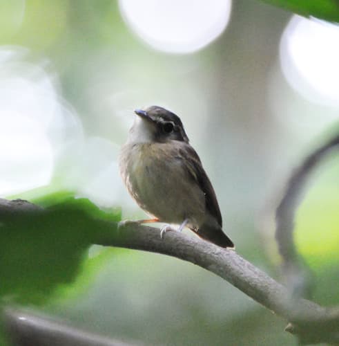 Stub-tailed Spadebill