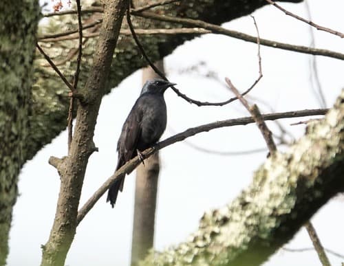 Stuhlmann's Starling