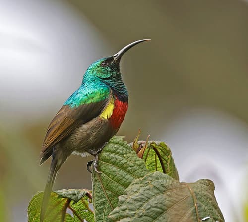 Stuhlmann's Sunbird
