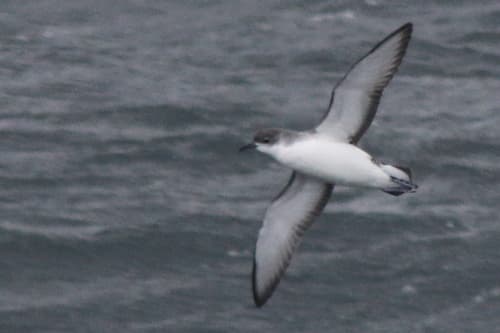 Subantarctic Shearwater