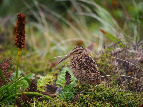 Subantarctic Snipe