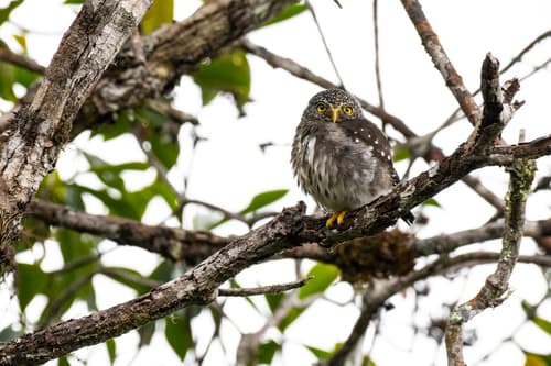 Subtropical Pygmy-Owl