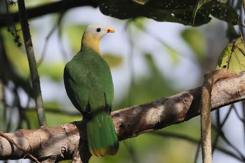 Sula Fruit Dove