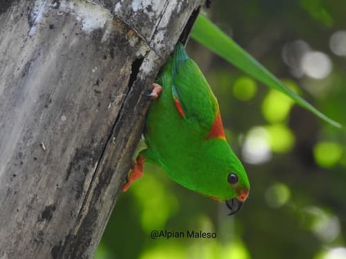 Sula Hanging-Parrot