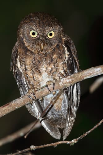 Sula Scops-Owl