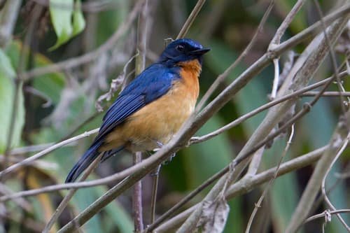 Sulawesi Blue Flycatcher