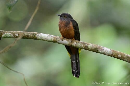 Sulawesi Brush Cuckoo
