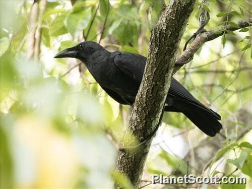 Sulawesi Crow