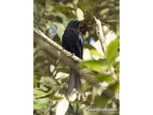Sulawesi Drongo