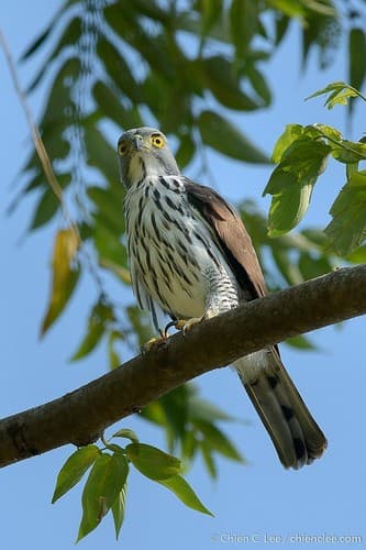 Sulawesi Goshawk