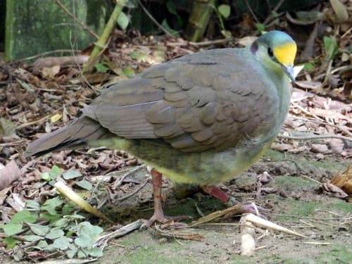 Sulawesi Ground-Dove