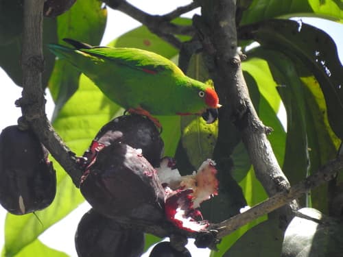 Sulawesi Hanging-Parrot