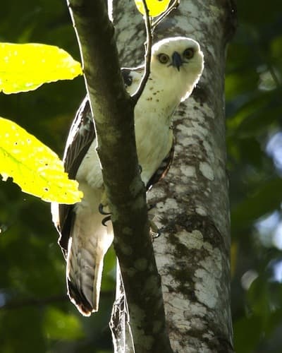 Sulawesi Hawk-Eagle
