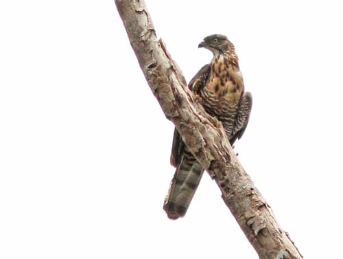 Sulawesi Honey-buzzard
