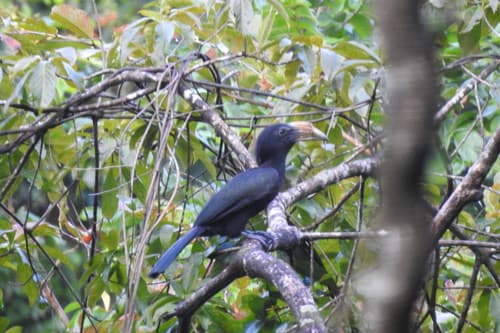 Sulawesi Hornbill