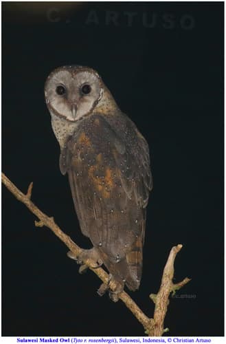 Sulawesi Masked Owl