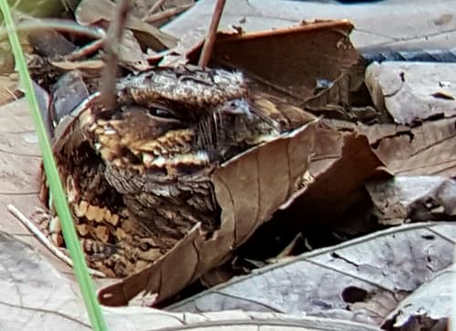 Sulawesi Nightjar
