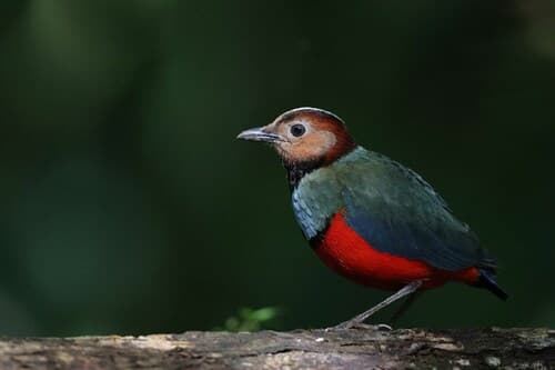 Sulawesi Pitta
