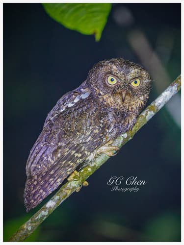 Sulawesi Scops-Owl