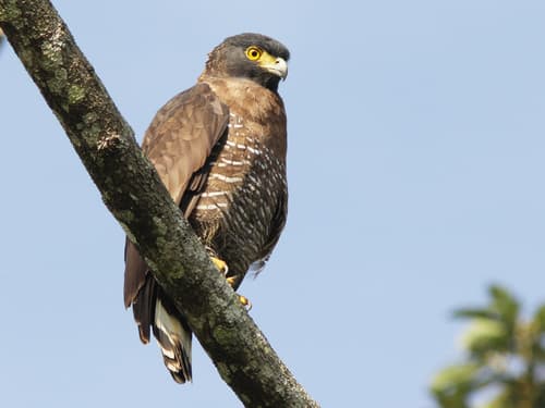 Sulawesi Serpent-Eagle