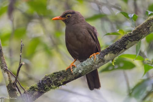Sulawesi Thrush