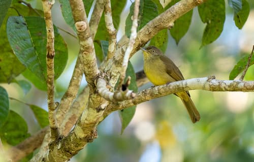 Sulphur-bellied Bulbul