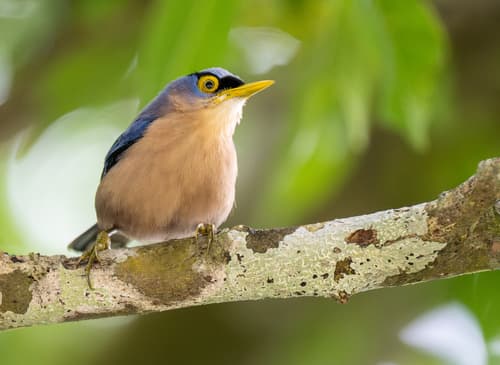 Sulphur-billed Nuthatch