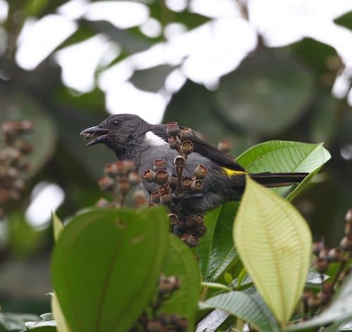 Sulphur-rumped Tanager