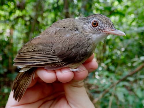 Sumatran Babbler