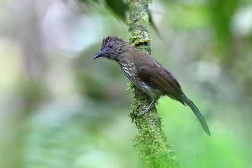 Sumatran Bulbul