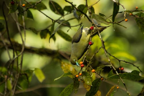 Sumatran Green-Pigeon