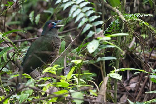 Sumatran Ground-Cuckoo