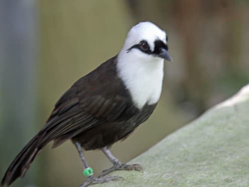 Sumatran Laughingthrush