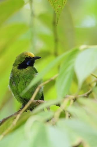 Sumatran Leafbird
