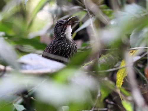 Sumatran Wren-Babbler