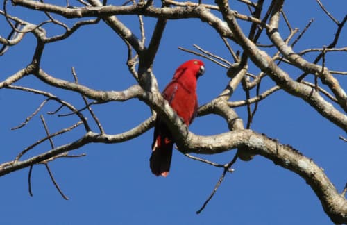 Sumba Eclectus