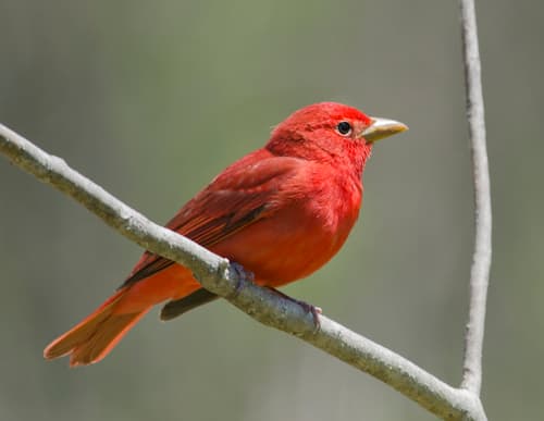 Summer Tanager