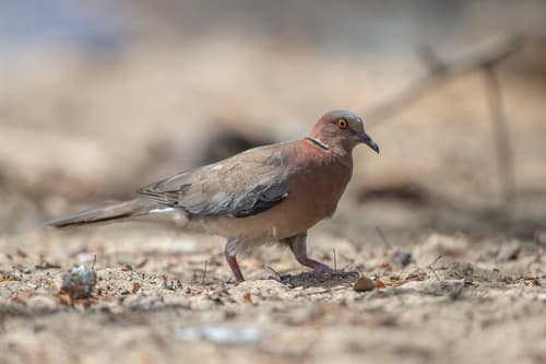 Sunda Collared-Dove