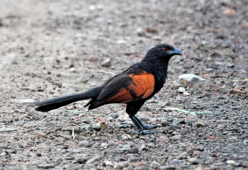 Sunda Coucal