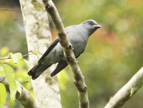 Sunda Cuckooshrike