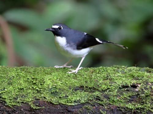 Sunda Forktail