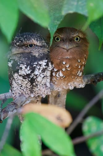 Sunda Frogmouth