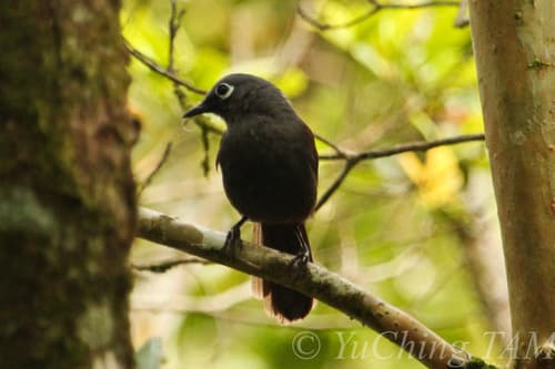 Sunda Laughingthrush