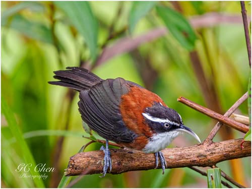 Sunda Scimitar-Babbler