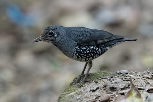 Sunda Thrush