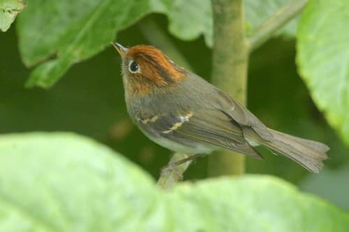 Sunda Warbler