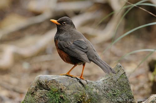 Sundaic island-thrush